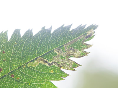 Gewone lijsterbesmineermot / Stigmella nylandriella