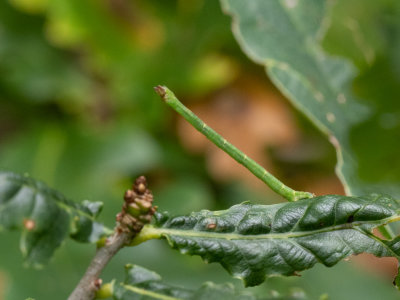 Melkwitte zomervlinder / Little Emerald / Jodis lactearia