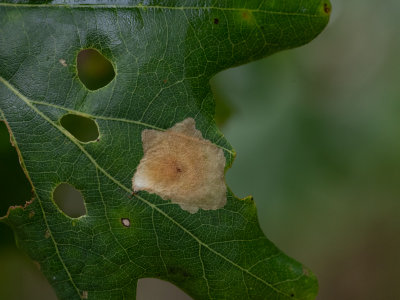 Gewone eikenvlekmot / Tischeria ekebladella 