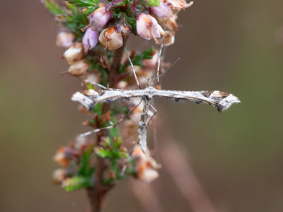 Scherphoekvedermot / Amblyptilia acanthadactyla