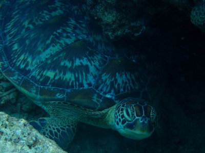 Groene zeeschildpad / Green Turtle / Chelonia mydas