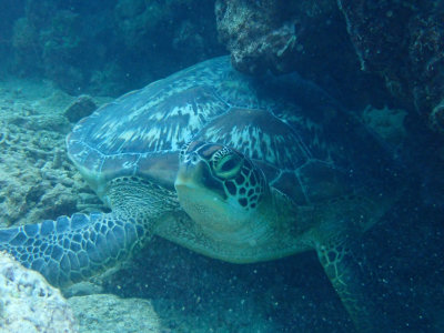 Groene zeeschildpad / Green Turtle / Chelonia mydas