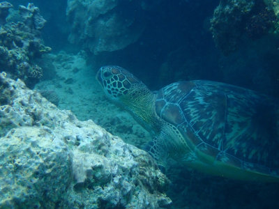 Groene zeeschildpad / Green Turtle / Chelonia mydas
