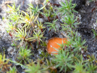 Octospora humosa / Groot oranje mosschijfje