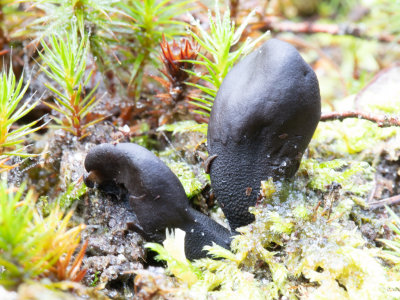 Geoglossum arenarium / Zandaardtong