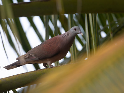 Spotted Dove / Parelhalstortel / Spilopelia chinensis