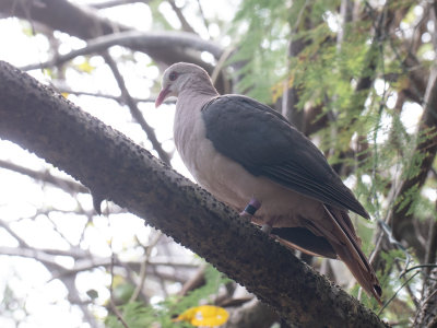 Pink Pigeon / Mauritiusduif / Nesoenas mayeri