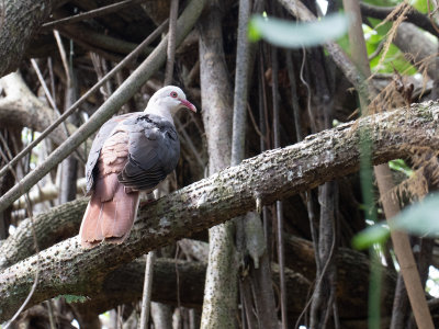 Pink Pigeon / Mauritiusduif / Nesoenas mayeri