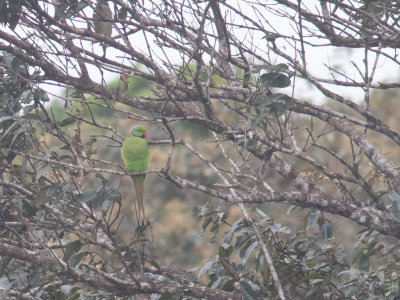 Echo parakeet / Mauritiusparkiet / Psittacula eques