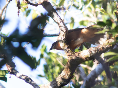 Mauritius Cuckooshrike / Mauritiusrupsvogel / Lalage typica