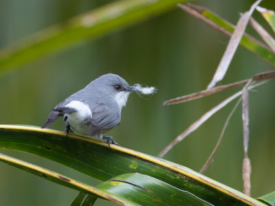 Mauritius Grey White-eye / Grijze Mauritiusbrilvogel / Zosterops mauritianus