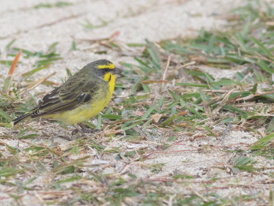 Yellow-fronted Canary / Mozambiquesijs / Crithagra mozambica