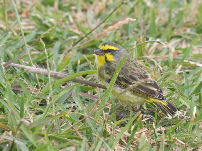 Yellow-fronted Canary / Mozambiquesijs / Crithagra mozambica