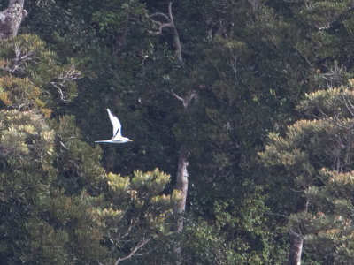 White-tailed Tropicbird \ Witstaartkeerkringvogel \ Phaethon lepturus