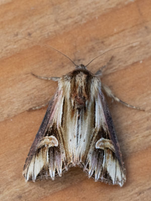 Gevlamde uil / Purple Cloud / Actinotia polyodon