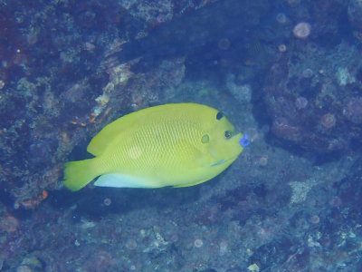 Threespot angelfish / Apolemichthys trimaculatus