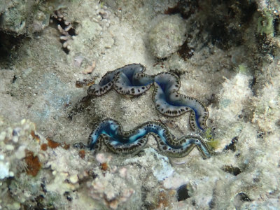 Weekdieren / Molluscs / Mollusca