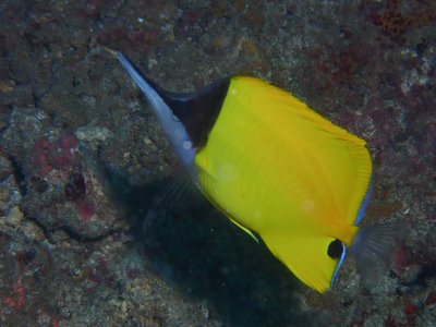 Yellow Longnose Butterflyfish / Gele pincetvis / Forcipiger flavissimus