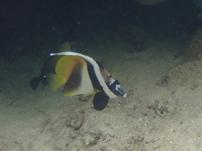 Pennant Coralfish / Gewone wimpelvis / Heniochus acuminatus
