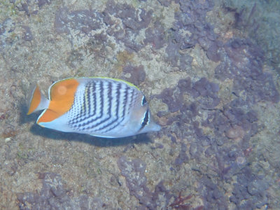 Seychelles butterflyfish / Chaetodon madagaskariensis