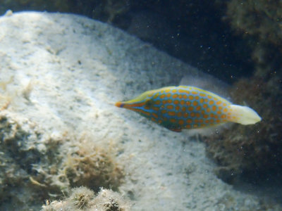 Longnose filefish / Oxymonacanthus longirostris