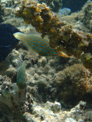 Oxymonacanthus longirostris