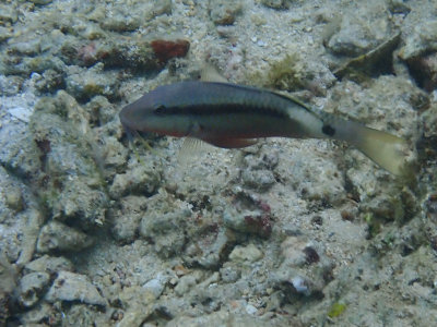 Dash-and-dot Goatfish / Parupeneus barberinus