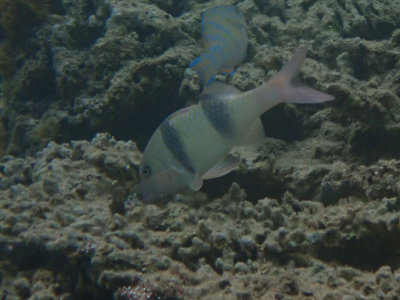 Two-barred goatfish / Parupeneus insularis