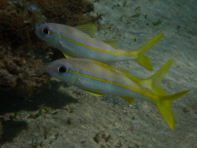 Yellowfin Goatfish / Geelvinbarbeel / Mulloidichthys vanicolensis 
