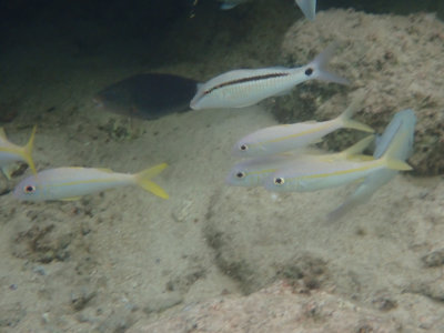 Yellowfin Goatfish / Geelvinbarbeel / Mulloidichthys vanicolensis 