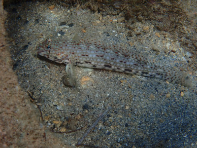 Gobies / Grondels / Gobiidae