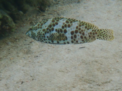 Honeycomb grouper / Epinephelus merra