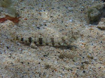 Clearfin Lizardfish / Synodus dermatogenys