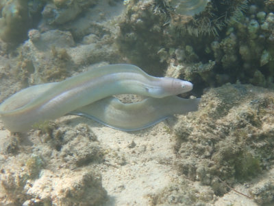 Grijze Murene / Geometric Moray / Gymnothorax griseus