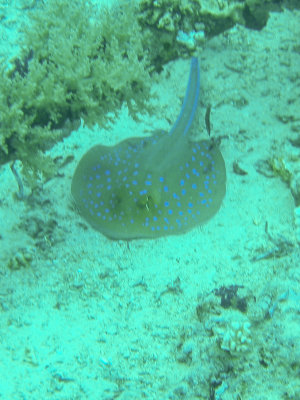 Pijlstaartroggen / Stingrays / Dasyatidae