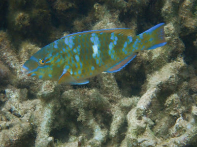 Blauwbandpapegaaivis / Bluebarred parrotfish / Scarus ghobban 
