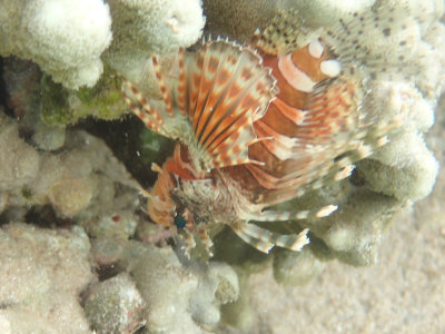 Gestreepte dwergkoraalduivel / Zebra lionfish / Dendrochirus zebra
