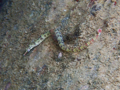 Reticulated pipefish / Corythoichthys flavofasciatus