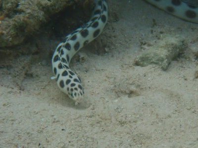 Spotted snake eel / Myrichthys tigrinus