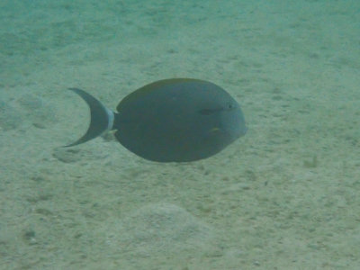 Black surgeonfish / Acanthurus gahhm