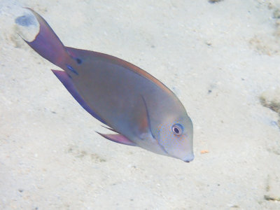 Brown surgeonfish / Acanthurus nigrofuscus