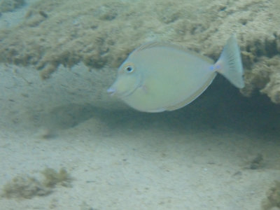 Brown surgeonfish / Acanthurus nigrofuscus