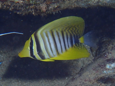 Indian Sail-fin surgeonfish / Zebrasoma desjardinii