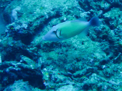 Sikkeltrekkervis / Boomerang triggerfish / Sufflamen bursa