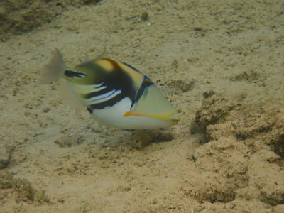 Lagoon triggerfish / Rhinecanthus aculeatus