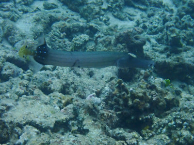 Trompetvissen / Trumpetfish / Aulostomidae