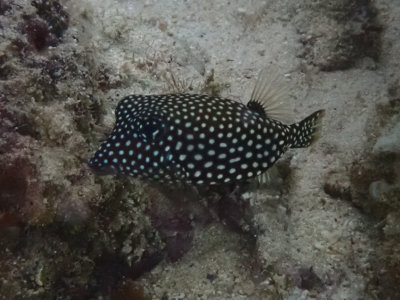 Spotted boxfish / Ostracion meleagris