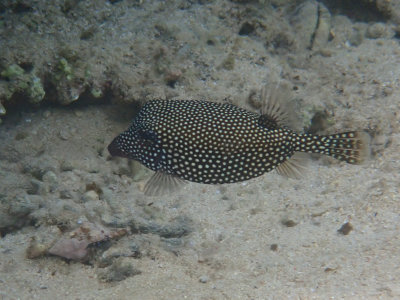 Spotted boxfish / Ostracion meleagris