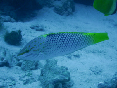 Schaakbordlipvis / Checkerboard wrasse / Halichoeres hortulanus