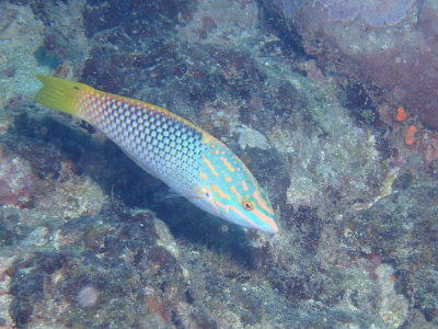 Schaakbordlipvis / Checkerboard wrasse / Halichoeres hortulanus